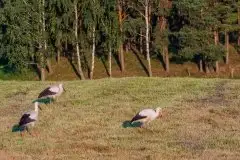 Zdjęcia: Mazurskie bociany na zdjęciach Janka Olchówki - zdjęcie 62