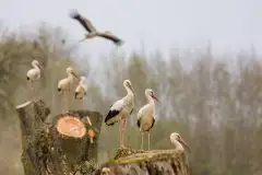 Zdjęcia: Mazurskie bociany na zdjęciach Janka Olchówki - zdjęcie 54