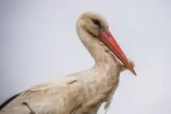 Zdjęcia: Mazurskie bociany na zdjęciach Janka Olchówki - zdjęcie 49