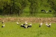 Zdjęcia: Mazurskie bociany na zdjęciach Janka Olchówki - zdjęcie 36