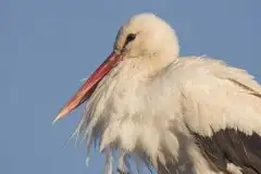 Zdjęcia: Mazurskie bociany na zdjęciach Janka Olchówki - zdjęcie 34