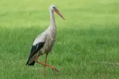 Zdjęcia: Mazurskie bociany na zdjęciach Janka Olchówki - zdjęcie 32