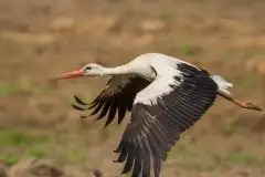 Zdjęcia: Mazurskie bociany na zdjęciach Janka Olchówki - zdjęcie 22