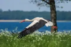 Zdjęcia: Mazurskie bociany na zdjęciach Janka Olchówki - zdjęcie 12