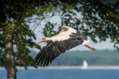 Zdjęcia: Mazurskie bociany na zdjęciach Janka Olchówki - zdjęcie 11