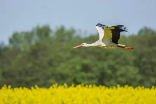 Zdjęcia: Mazurskie bociany na zdjęciach Janka Olchówki - zdjęcie 9
