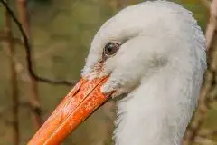 Zdjęcia: Mazurskie bociany na zdjęciach Janka Olchówki - zdjęcie 4