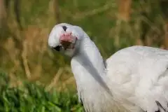 Zdjęcia: Mazurskie bociany na zdjęciach Janka Olchówki - zdjęcie 2