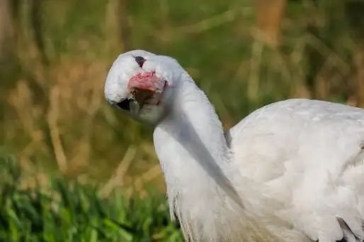 Zdjęcia: Mazurskie bociany na zdjęciach Janka Olchówki - zdjęcie 2