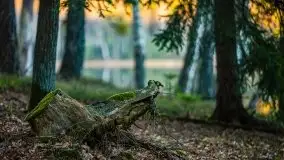 Jezioro Wesołek w marcu 2020 - zdjęcie 5