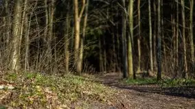 Mamerki i okolice pod koniec marca 2020 - zdjęcie 2