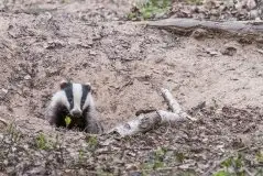 Borsuki na zdjęciach Jana Olchówki - zdjęcie 37