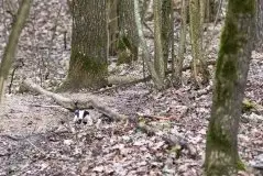 Borsuki na zdjęciach Jana Olchówki - zdjęcie 31