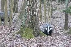 Borsuki na zdjęciach Jana Olchówki - zdjęcie 23