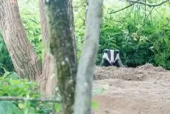 Borsuki na zdjęciach Jana Olchówki - zdjęcie 16