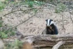 Borsuki na zdjęciach Jana Olchówki - zdjęcie 12