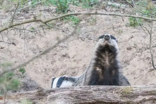 Borsuki na zdjęciach Jana Olchówki - zdjęcie 10