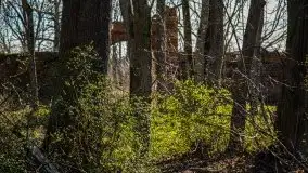 Ruiny Pałacu w Mieduniszkach Wielkich - zdjęcie 61