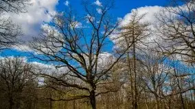 Pałac w Bęsi, na który rzucono klątwę - zdjęcie 33