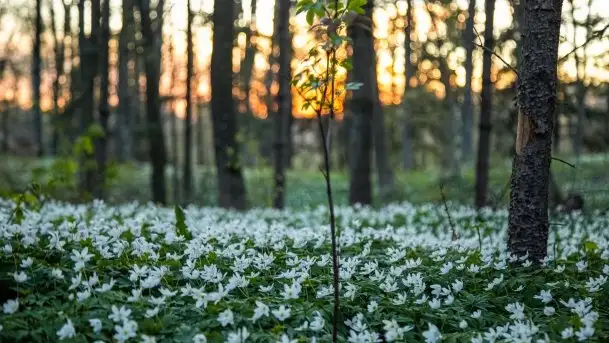 Wiosna w lesie miejskim w Giżycku pod koniec kwietnia - zdjęcie 4