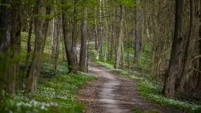 Wiosna w lesie miejskim w Giżycku pod koniec kwietnia - zdjęcie 6