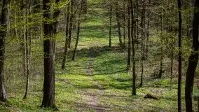 Wiosna w lesie miejskim w Giżycku pod koniec kwietnia - zdjęcie 29