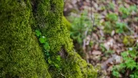 Wiosna w lesie miejskim w Giżycku pod koniec kwietnia - zdjęcie 32