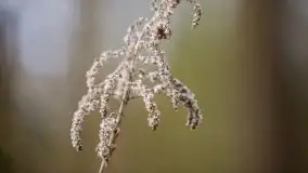 Wiosna w lesie miejskim w Giżycku pod koniec kwietnia - zdjęcie 30