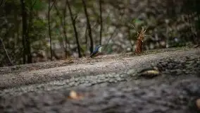 Wiosna w lesie miejskim w Giżycku pod koniec kwietnia - zdjęcie 45