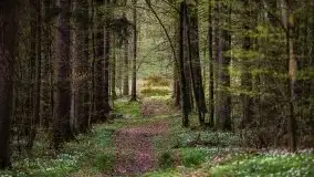 Wiosna w lesie miejskim w Giżycku pod koniec kwietnia - zdjęcie 48