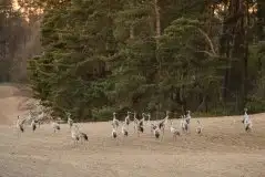 Zdjęcia: Mazurska wiosna na zdjęciach Janka Olchówki - zdjęcie 31