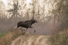 Zdjęcia: Mazurska wiosna na zdjęciach Janka Olchówki - zdjęcie 8