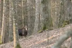 Zdjęcia: Mazurska wiosna na zdjęciach Janka Olchówki - zdjęcie 19