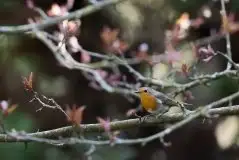 Zdjęcia: Mazurska wiosna na zdjęciach Janka Olchówki - zdjęcie 33