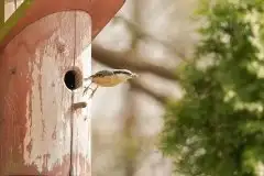 Zdjęcia: Mazurska wiosna na zdjęciach Janka Olchówki - zdjęcie 23