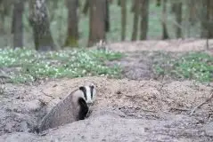 Zdjęcia: Mazurska wiosna na zdjęciach Janka Olchówki - zdjęcie 27