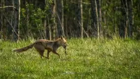 Mazurska i wiosenna flora i fauna na zdjęciach Staszka Sielewicza - zdjęcie 33