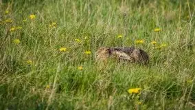 Mazurska i wiosenna flora i fauna na zdjęciach Staszka Sielewicza - zdjęcie 21