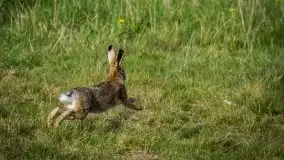 Mazurska i wiosenna flora i fauna na zdjęciach Staszka Sielewicza - zdjęcie 14