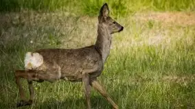 Mazurska i wiosenna flora i fauna na zdjęciach Staszka Sielewicza - zdjęcie 19