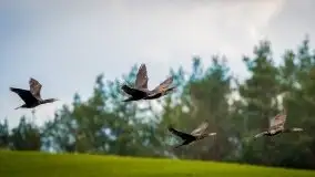 Mazurska i wiosenna flora i fauna na zdjęciach Staszka Sielewicza - zdjęcie 15