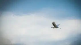 Mazurska i wiosenna flora i fauna na zdjęciach Staszka Sielewicza - zdjęcie 29