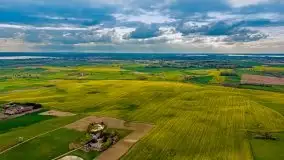 Mazurskie pola rzepaku na początku maja 2020 r. - zdjęcie 15