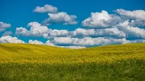 Mazurskie pola rzepaku na początku maja 2020 r. - zdjęcie 10