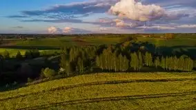 Złoto w kolorach słońca i rzepaku, maj 2020.r - zdjęcie 28