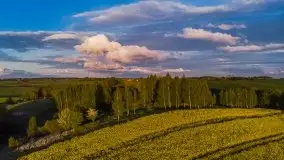 Złoto w kolorach słońca i rzepaku, maj 2020.r - zdjęcie 11