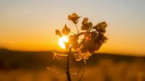 Złoto w kolorach słońca i rzepaku, maj 2020.r - zdjęcie 8