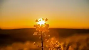 Złoto w kolorach słońca i rzepaku, maj 2020.r - zdjęcie 42