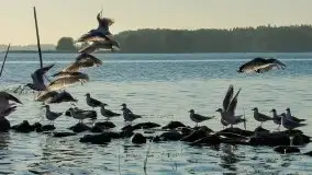 Zdjęcia: Poradnik - motorowodne Mazury - jeziora Święcajty, Stręgiel - zdjęcie 21