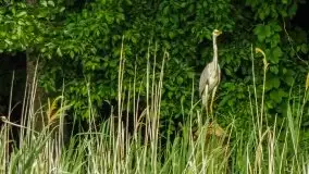 Zdjęcia: Poradnik - motorowodne Mazury - jezioro Śniardwy - zdjęcie 9